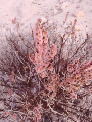 Haloxylon scoparium