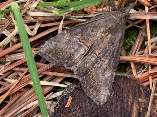 Green Cloverworm Moth