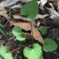 Pelargonium australe