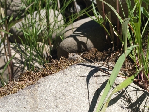 iNaturalist observation photo of Western Fence Lizard