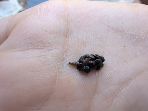 iNaturalist observation photo of Caddisflies