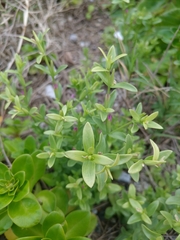 Centaurium japonicum