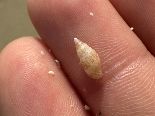 Mitrella rorida, 2026-06-05