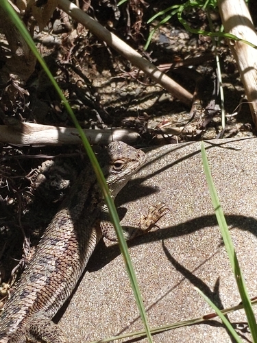 iNaturalist observation photo of Western Fence Lizard