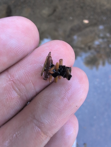 iNaturalist observation photo of Caddisflies