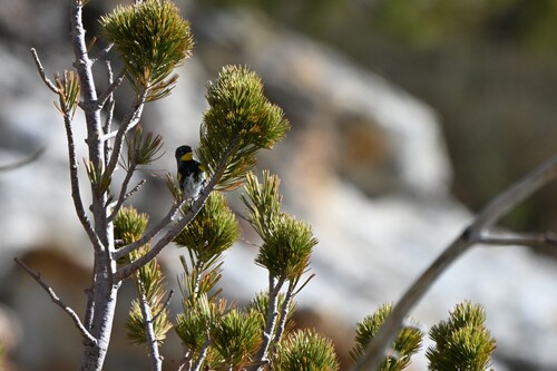 Audubon's Warbler photographed in Nevada