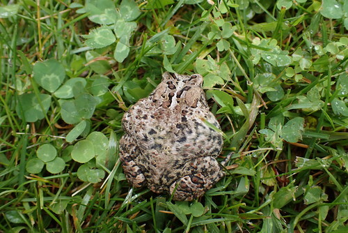 American Toad