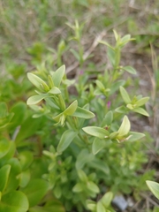 Centaurium japonicum