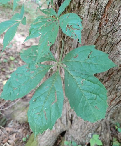 Virginia creeper