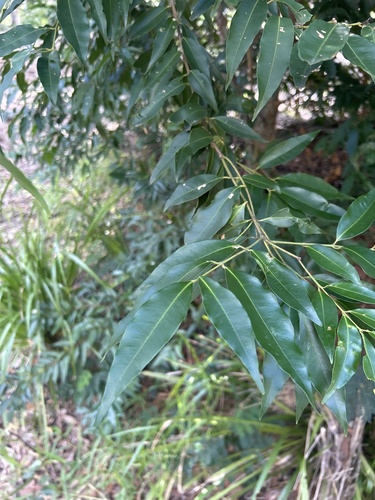 Syzygium floribundum observed 2026-06-07