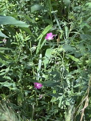 Callirhoe leiocarpa