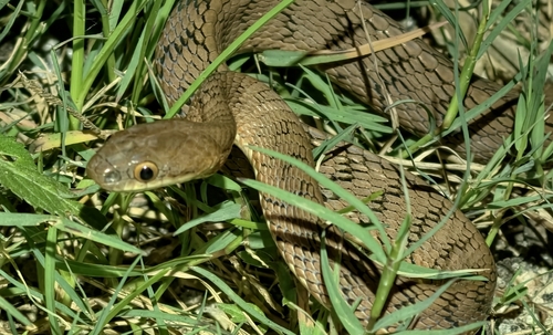 Stoliczka's Asian Cat Snake