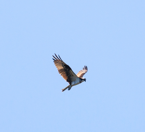 iNaturalist image