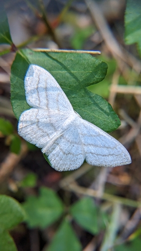 iNaturalist observation photo of Simple Wave