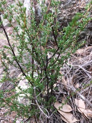 Cryptandra amara floribunda