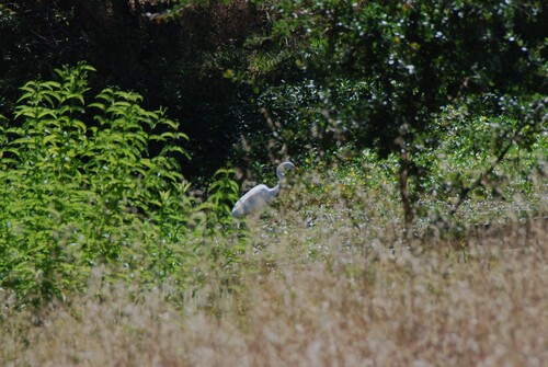 iNaturalist image