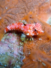 Synchiropus