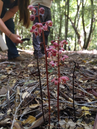 iNaturalist observation photo of Leafless wintergreen