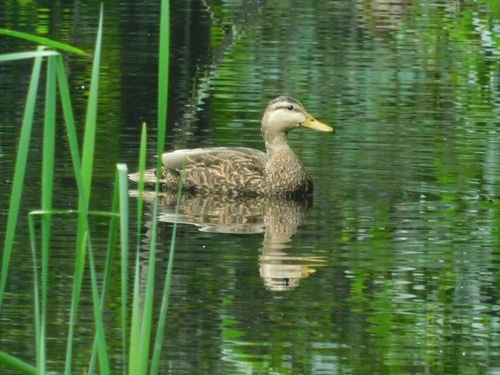 iNaturalist: (c) Carlos, some rights reserved (CC BY-NC), uploaded by Carlos iNaturalist image