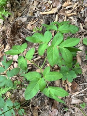 Angelica cincta