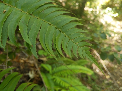 iNaturalist observation photo of western sword fern
