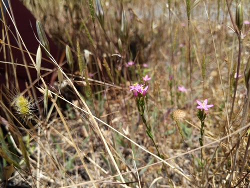 iNaturalist observation photo of Dicots