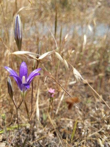 iNaturalist observation photo of harvest brodiaea