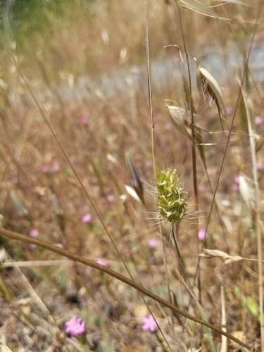 iNaturalist observation photo of grasses