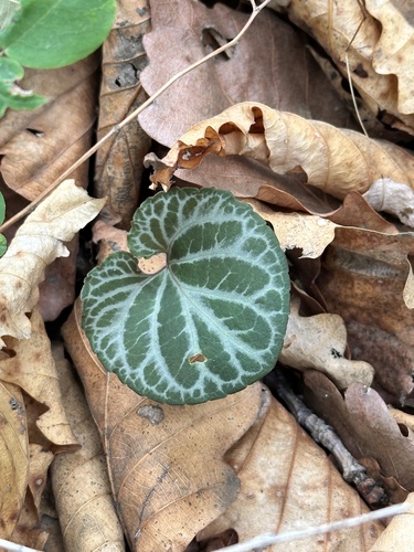 Viola variegata, photograph 2