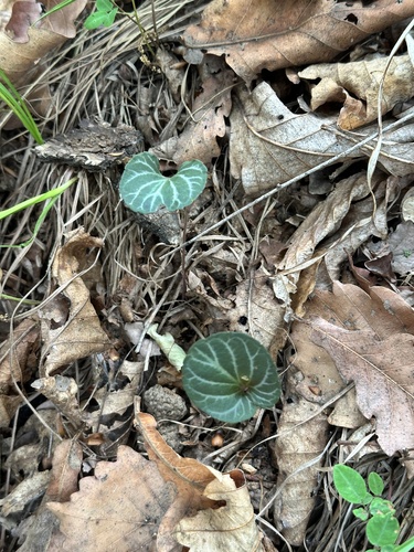 Viola variegata, photograph 3