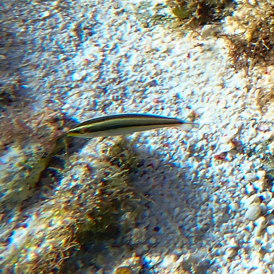斷紋紫胸魚(蠔魚) Stethojulis interrupta