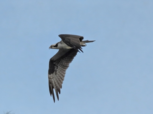 iNaturalist image