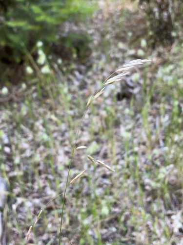 iNaturalist observation photo of California fescue