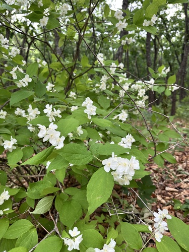 Philadelphus tenuifolius, photograph 3