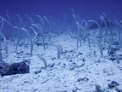 Dusky Garden Eel photo 2