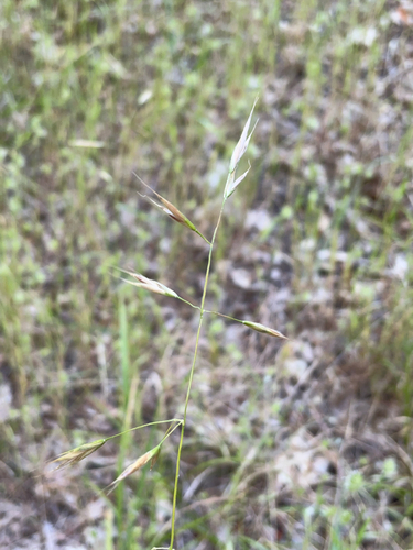 iNaturalist observation photo of California oatgrass