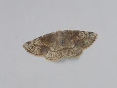 Stegania trimaculata