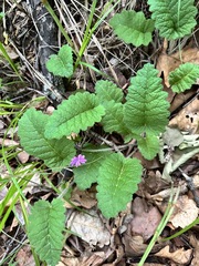 (c) Tatyana Petrenko, some rights reserved (CC BY) Primula sieboldii, photograph (c) Tatyana Petrenko, some rights reserved (CC BY)