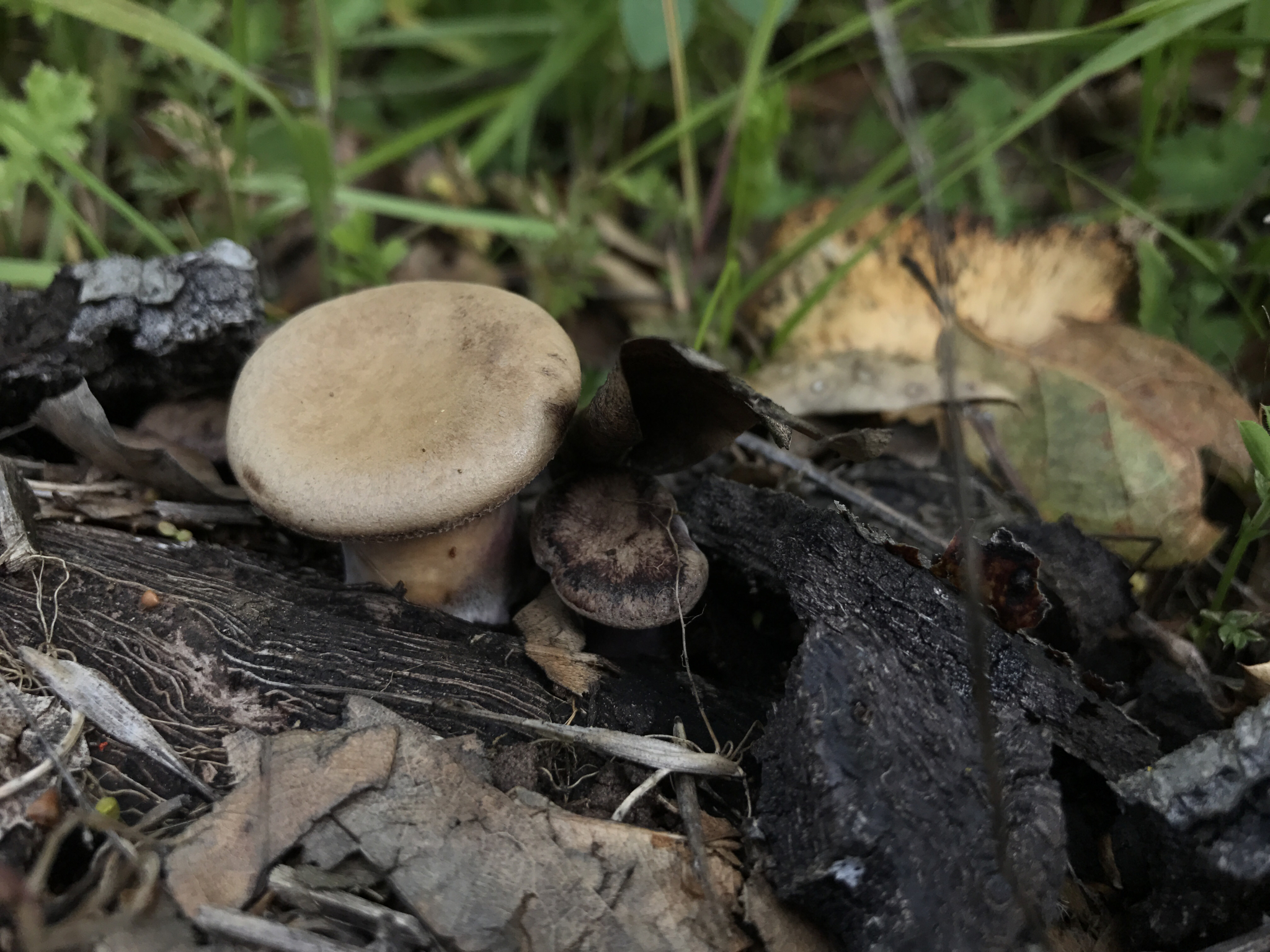 Panus conchatus image