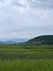 Iris laevigata, photograph (c) Tatyana Petrenko, some rights reserved (CC BY)