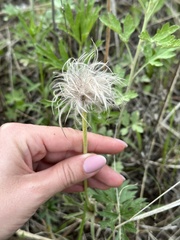 Pulsatilla cernua, photograph (c) Tatyana Petrenko, some rights reserved (CC BY)