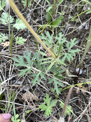 Pulsatilla cernua, photograph 3