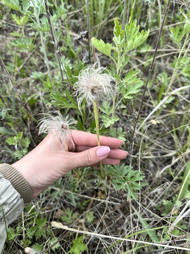 Pulsatilla cernua, photograph 4