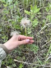 Pulsatilla cernua, photograph (c) Tatyana Petrenko, some rights reserved (CC BY)