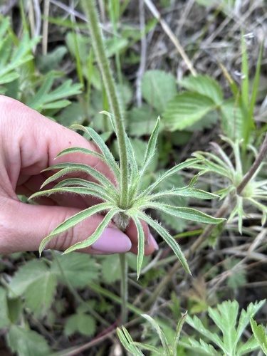 Pulsatilla cernua