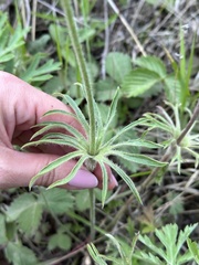 Pulsatilla cernua