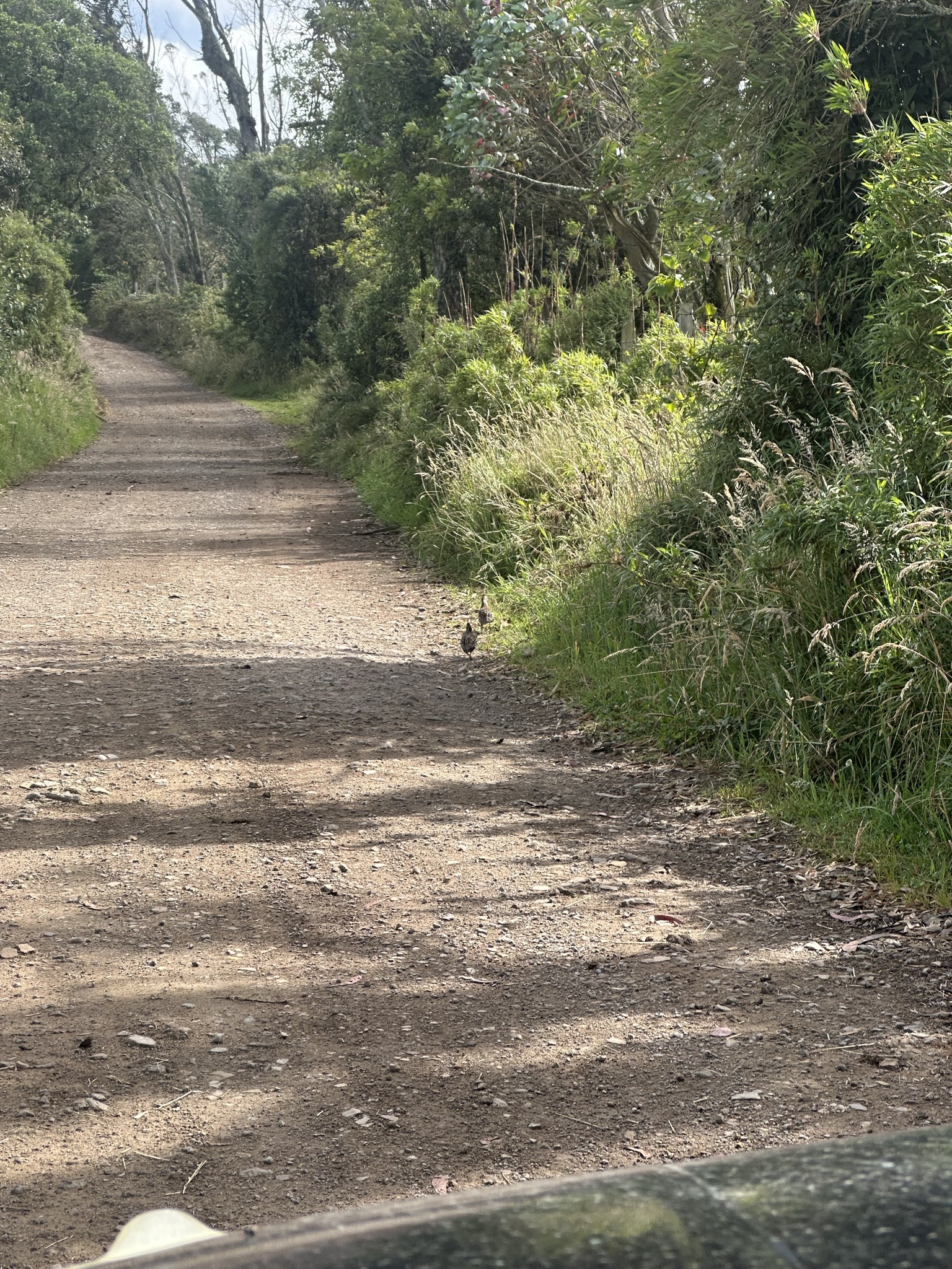 Crested Bobwhite (Colinus cristatus), photo 10