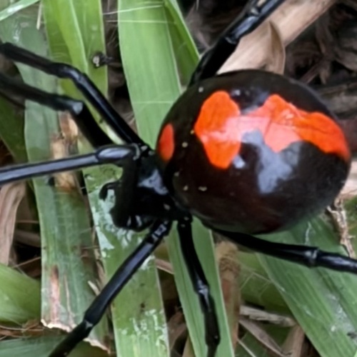 Northern black widow