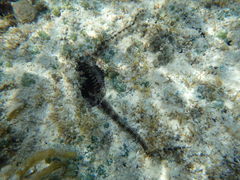 Ophiocoma scolopendrina