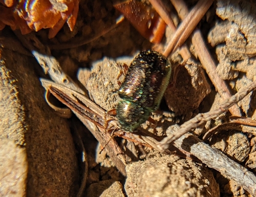 iNaturalist observation photo of Leaf Beetles